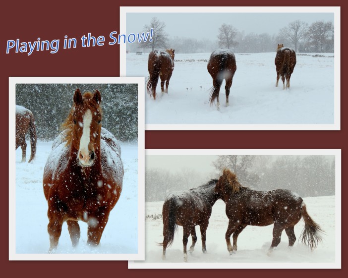I took these pictures this morning of my babies--my big babies.  The snow is coming down too heavily now to get good images.  